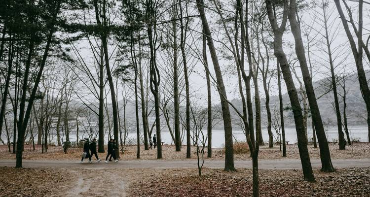 People walking through a park with tall trees in winter.