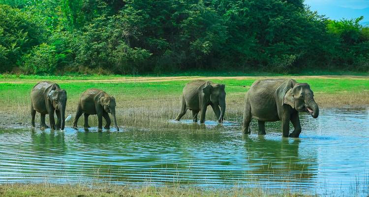 Group of elephants walking in a shallow water area among green fields.