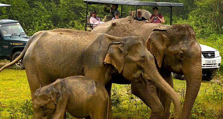 Tourists observing elephants in a safari setting.