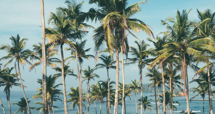 Rangée de palmiers le long d'un littoral avec l'océan en arrière-plan.
