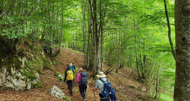 A group of hikers walking through a lush green forest trail.