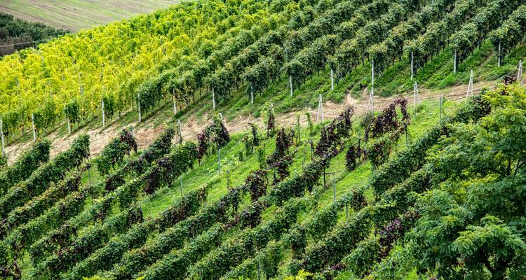 Vineyard rows on rolling hills in a lush landscape.