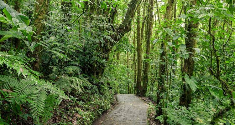 Sentier serpentant à travers une forêt tropicale dense.