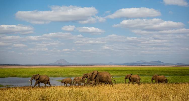 Des éléphants marchant à travers un paysage avec de l'eau en arrière-plan.