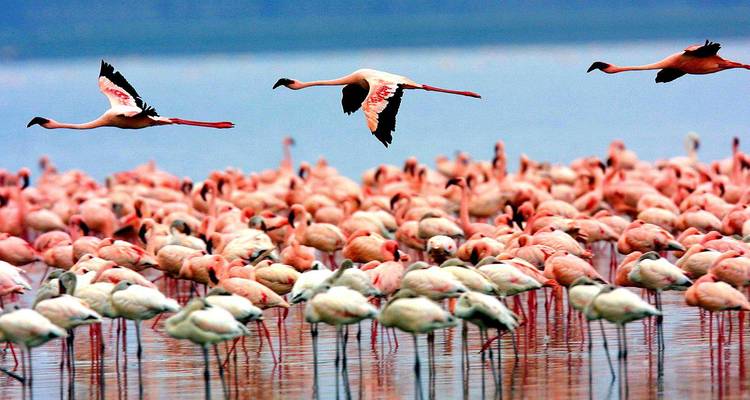 Flamants roses debout et volant au-dessus de l'eau.