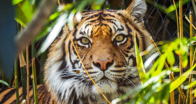 A tiger peeking through dense foliage in a jungle setting.