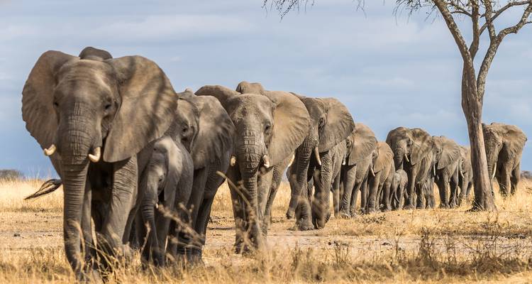 Long procession of elephants through arid landscape.