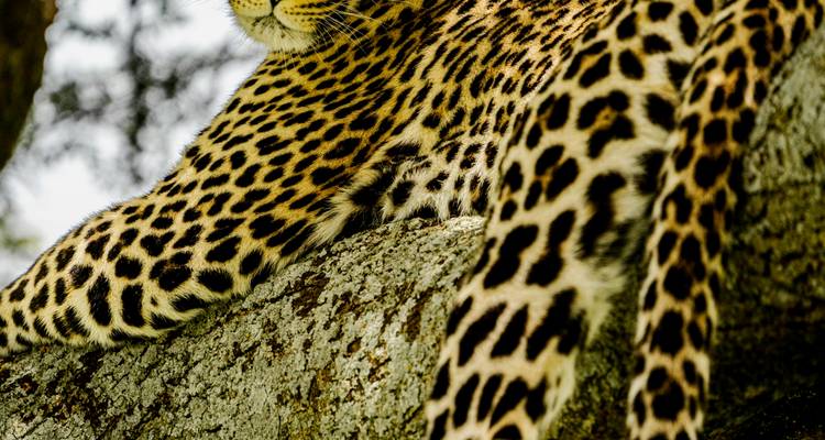 Leopard resting on a tree branch.