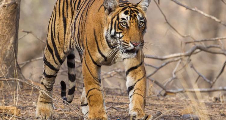 Close-up of a tiger walking in a forest environment.