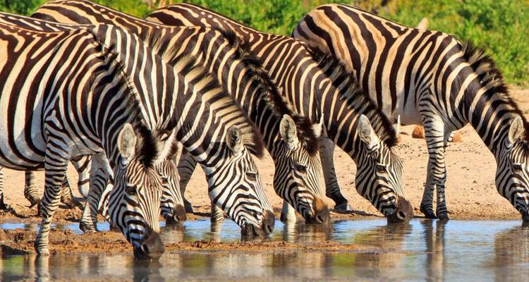 Line of zebras bend to drink from a reflective waterhole on a sunny savanna