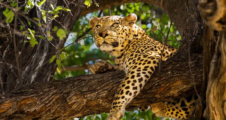 Leopard lounges on a tree branch, gazing alertly through dappled forest light