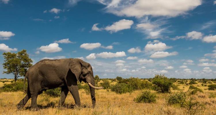 Ein afrikanischer Elefant wandelt über die goldene Savanne unter einem blauen Himmel mit Wolken