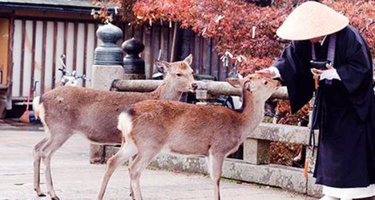 Personne nourrissant des cerfs dans un temple avec un feuillage d'automne.