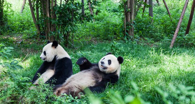 Zwei Riesenpandas entspannen sich in einem üppig grünen Bambuswald unter geflecktem Licht