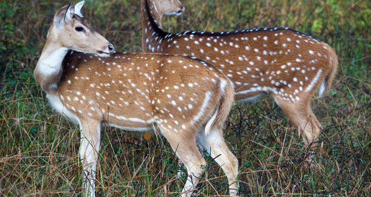 Two spotted deer standing in a grassy field.