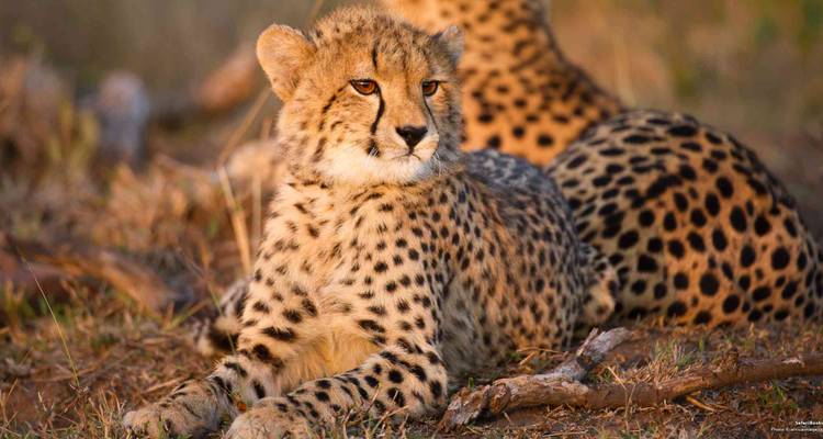 Cheetah lounging on the grass in the sunlight.