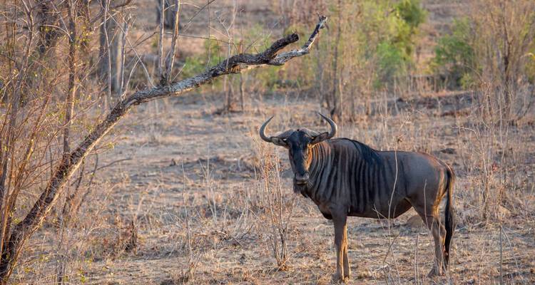 Wildebeest standing in a dry grassy field.