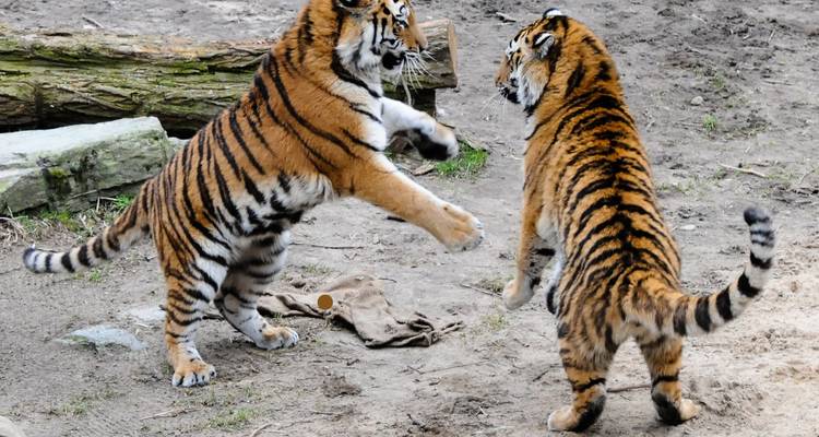Two tiger cubs playing on rocky ground.