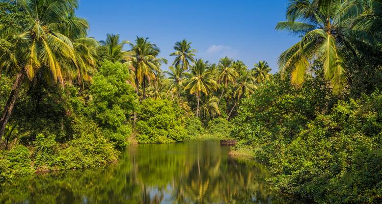 Lush green riverbank with palm trees reflecting on the water in Goa, India.