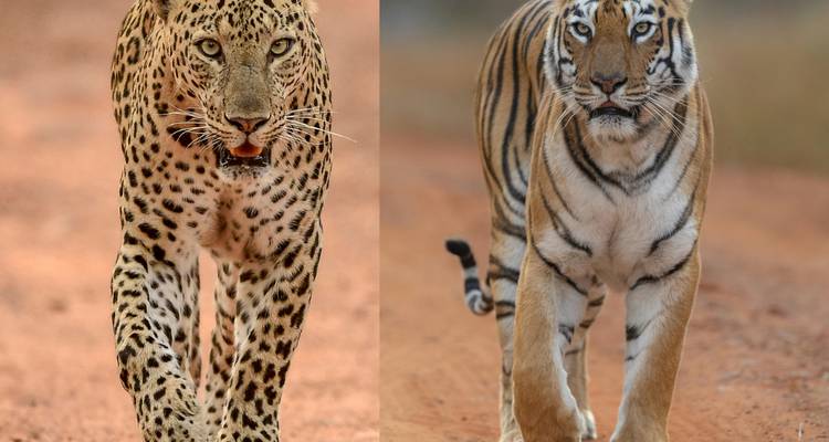 Close-up of a leopard and a tiger on a dirt path.