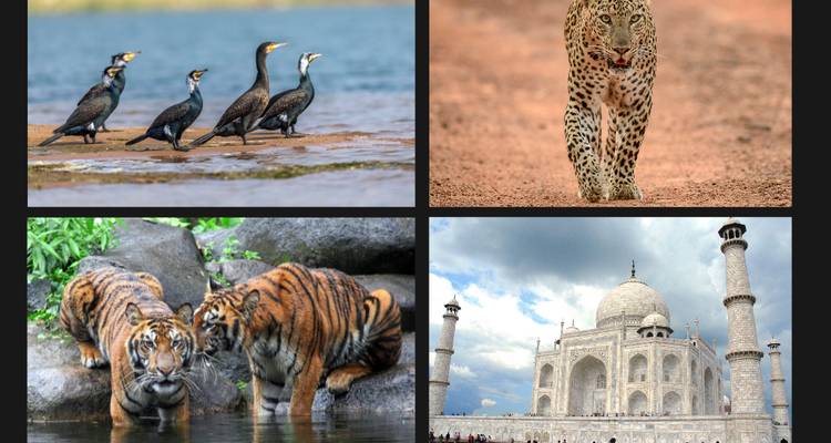 Four images: birds, leopard, tigers, and the Taj Mahal.