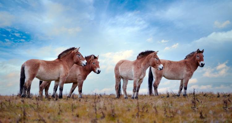 Quatre chevaux sauvages debout sur un champ herbeux sous un ciel bleu.