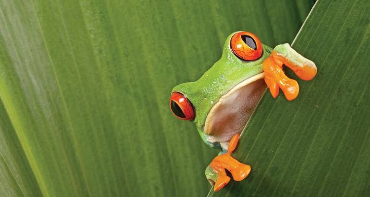 Macro shot of a red-eyed tree frog peeking from behind a lush green leaf.