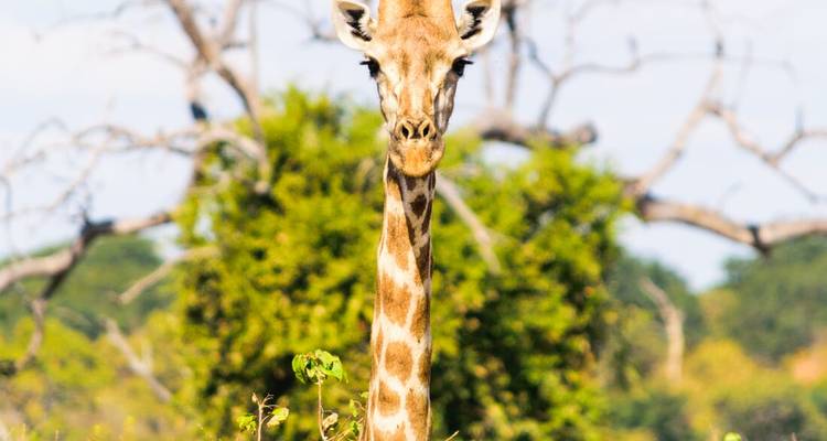 Girafe entourée d'arbres et de buissons.