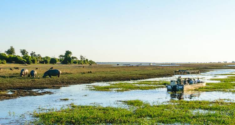 Bateau naviguant sur une rivière avec des hippopotames broutant à proximité.