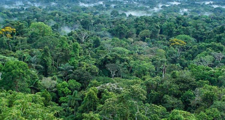 A dense tropical rainforest with mist floating above.
