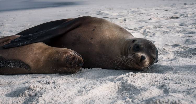 Twee zeeleeuwen liggend op een zandig strand.