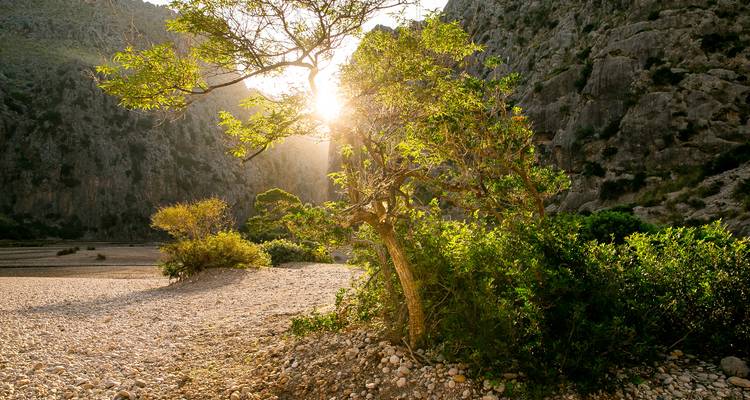 Tree with sun shining through branches in a rocky area.