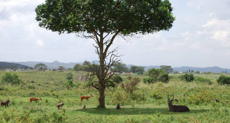 Paisaje de sabana con fauna variada bajo un árbol.