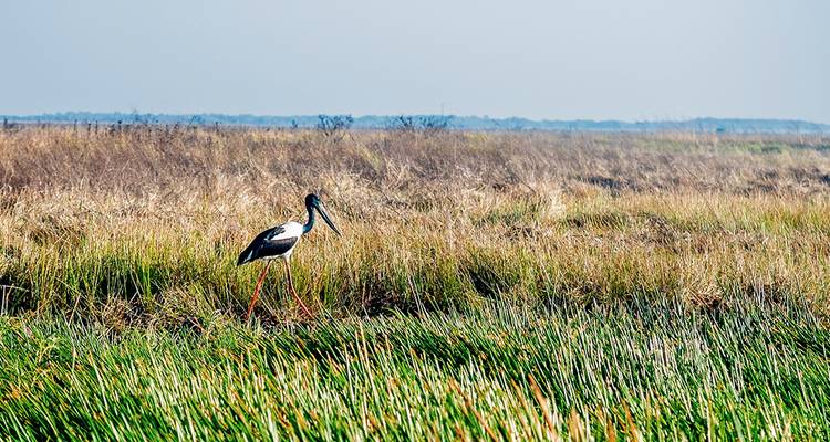 Un seul oiseau debout dans un champ herbeux.