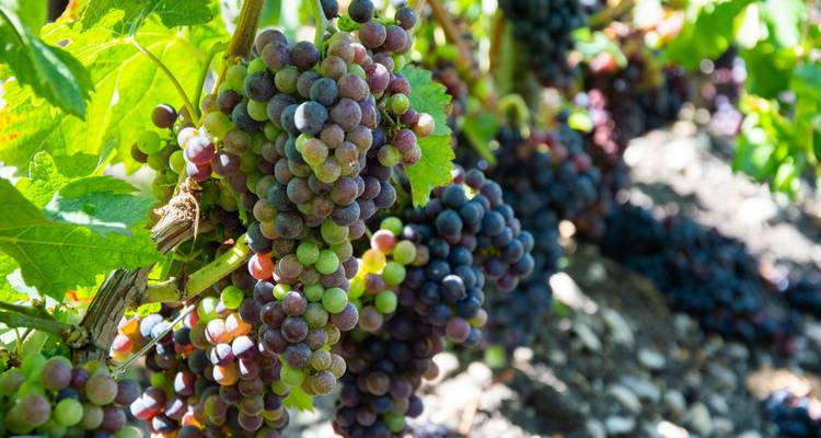 Gros plan de grappes de raisin sur une vigne.