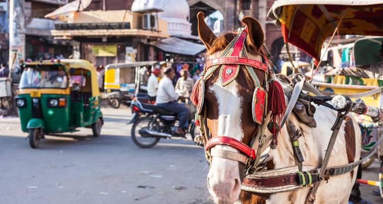 Decorated horse with a bustling market street in the background.