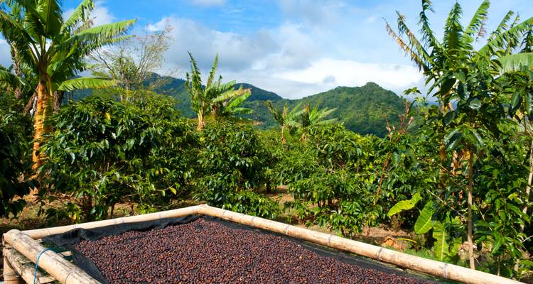 Kaffeekirschen trocknen auf erhöhtem Bett mit grünen Hügeln und Plantagen im Hintergrund