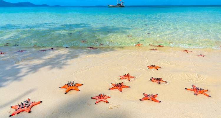 Sandy beach with starfish and turquoise sea.