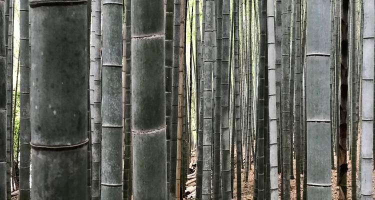 Close-up view of bamboo stalks.