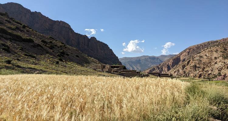 A field of wheat with mountains and a small village.