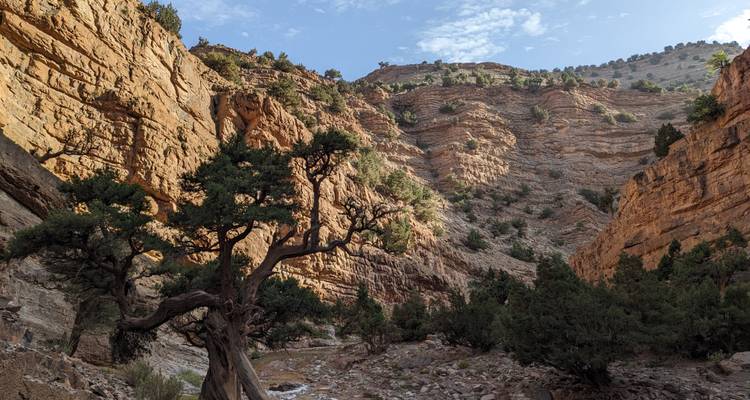 Hillside with trees and layered rock formations.
