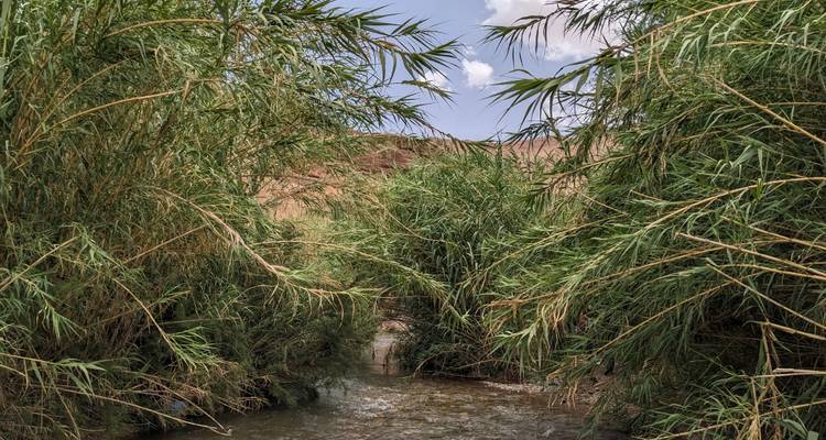 Dense reed plants growing around a small stream.