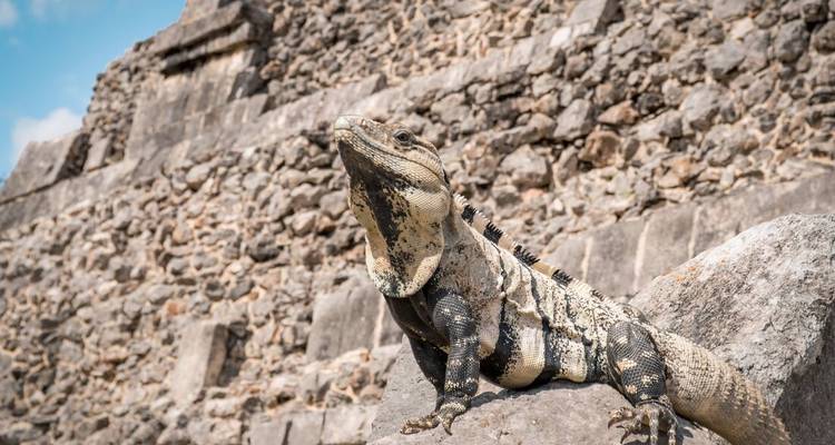 Iguana on a rock near an ancient structure