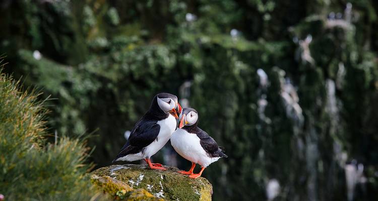 Deux macareux debout sur un rocher moussu.