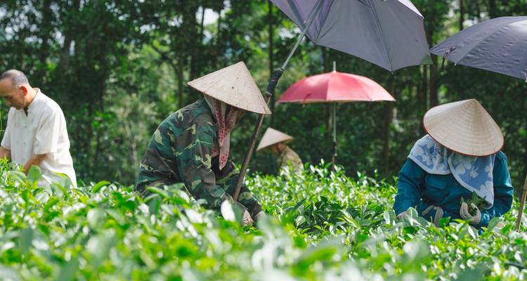 Des ouvriers récoltent dans une plantation de thé avec des chapeaux traditionnels.