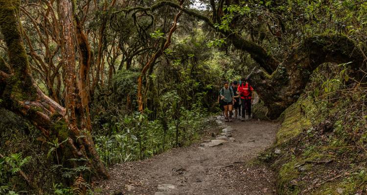 Couple walking on a forested trail with dense foliage.