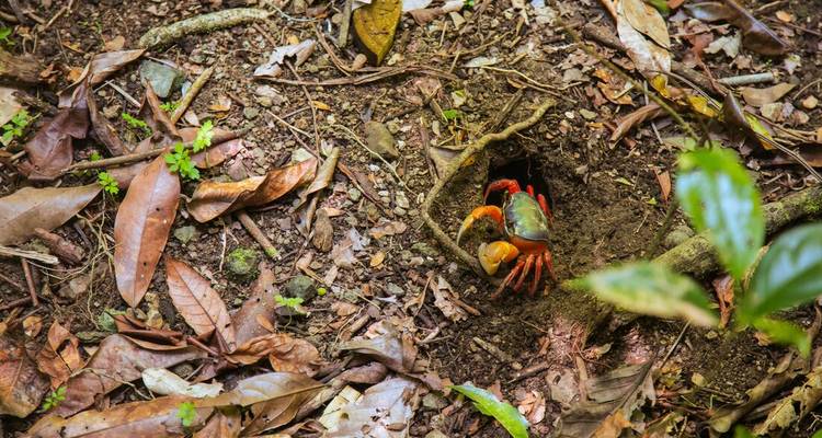 Un crabe sortant d'un trou dans le sol