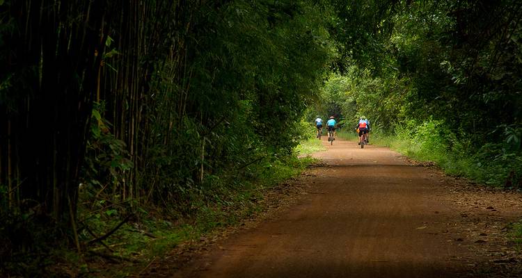 Trois cyclistes roulant sur un sentier de forêt dense.