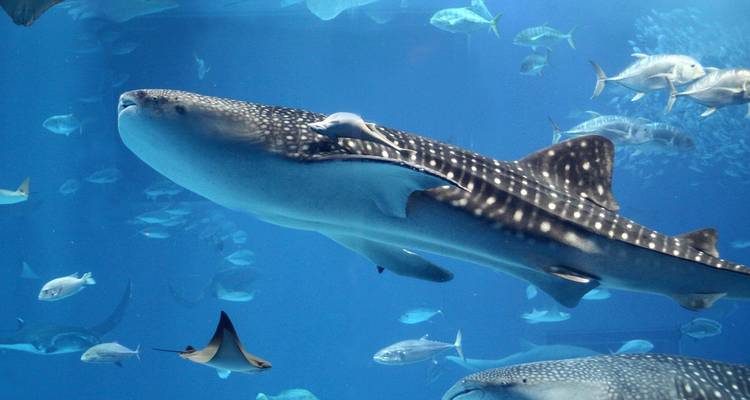 Der anmutige Walhai gleitet im klaren blauen Wasser zwischen kleineren Fischen am Ningaloo Reef.