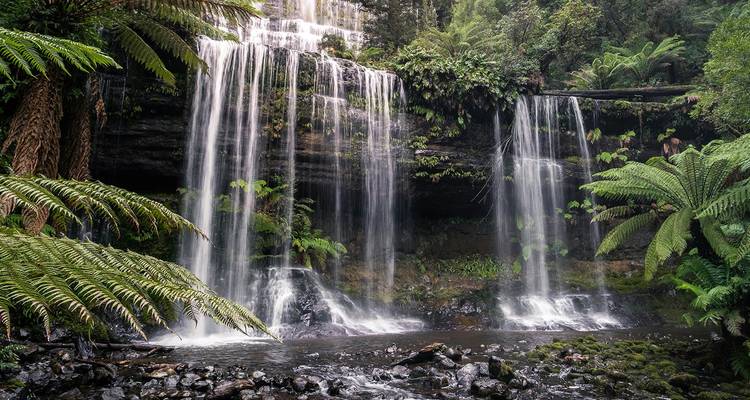 Cascade de forêt tropicale luxuriante dégringolant sur plusieurs paliers entourée de fougères d'un vert éclatant.